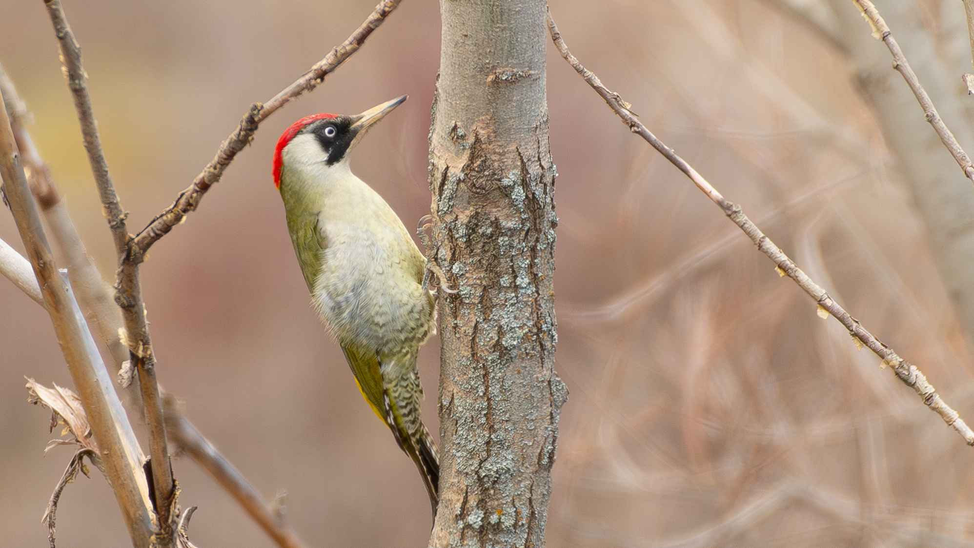 Eurasian Green Woodpecker